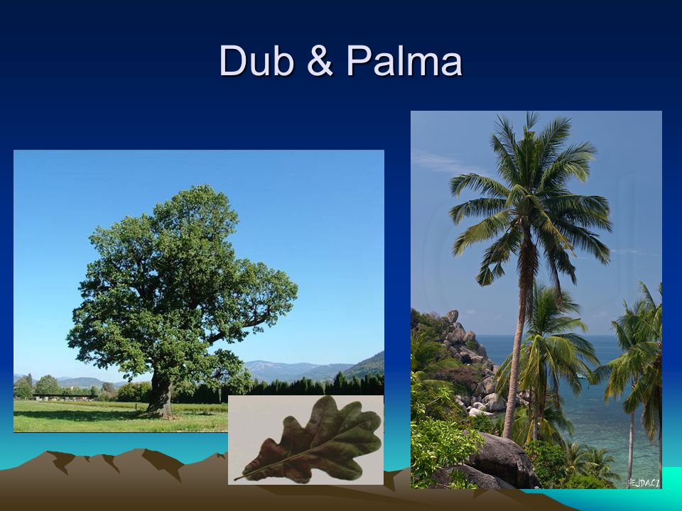 Dub & Palma