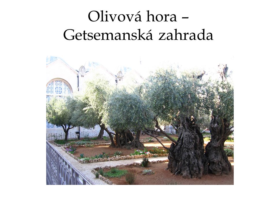 Olivová hora – Getsemanská zahrada