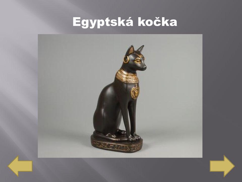 Egyptská kočka