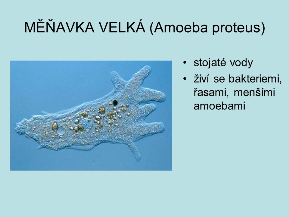 MĚŇAVKA VELKÁ (Amoeba proteus)