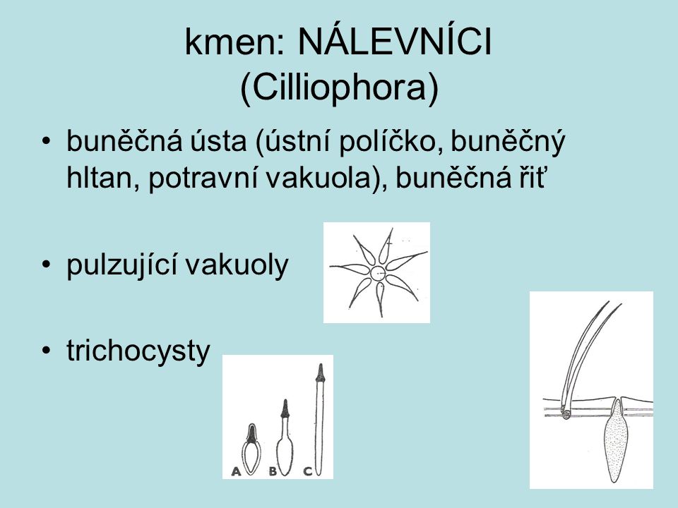 kmen: NÁLEVNÍCI (Cilliophora)