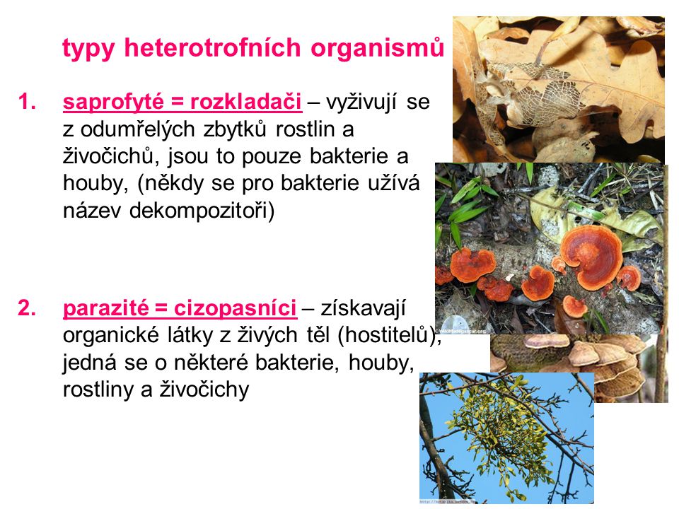 typy heterotrofních organismů