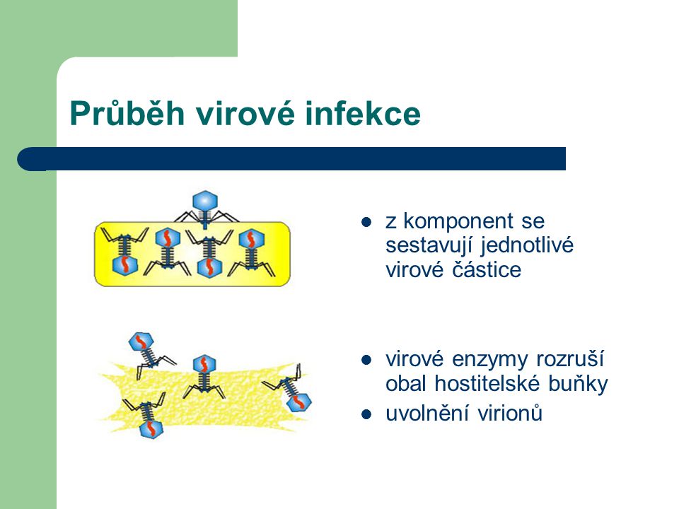 Průběh virové infekce z komponent se sestavují jednotlivé virové částice. virové enzymy rozruší obal hostitelské buňky.