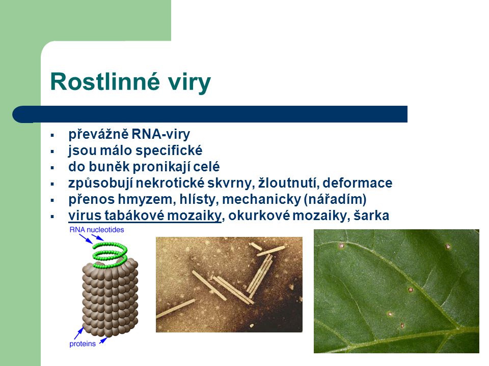 Rostlinné viry převážně RNA-viry jsou málo specifické