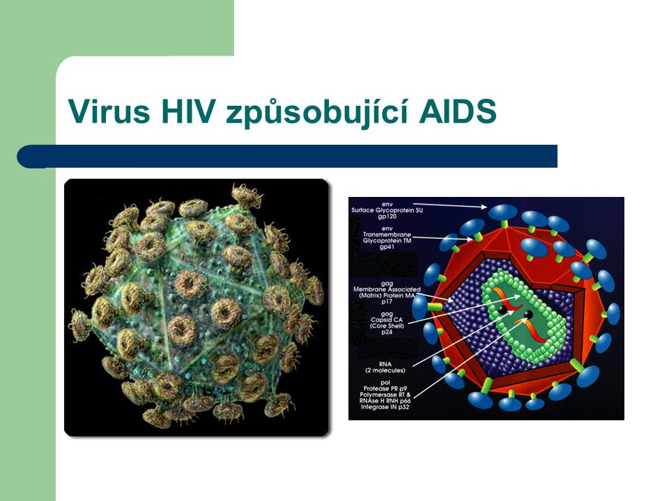 Virus HIV způsobující AIDS