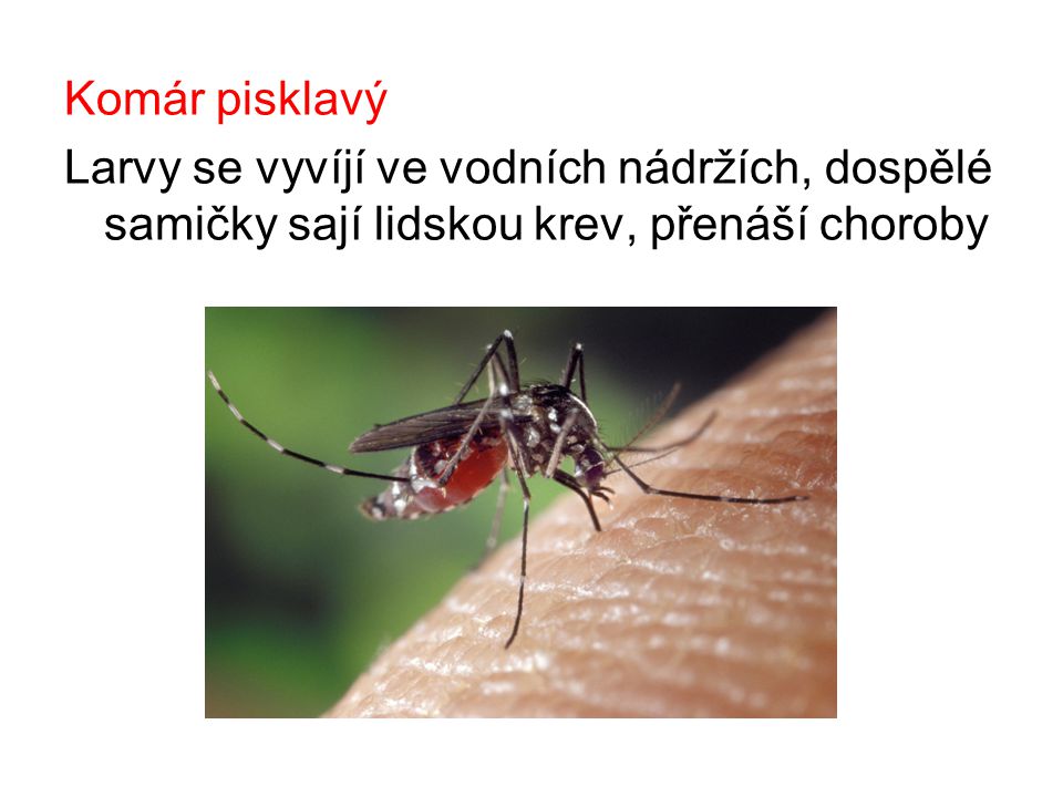 Komár pisklavý Larvy se vyvíjí ve vodních nádržích, dospělé samičky sají lidskou krev, přenáší choroby.