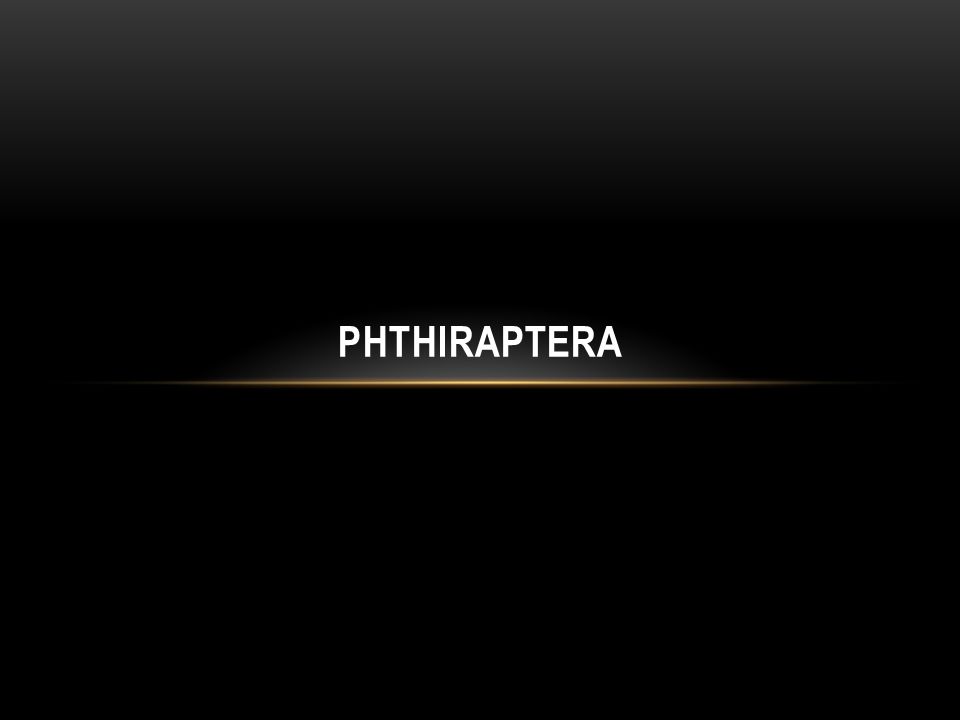 Phthiraptera