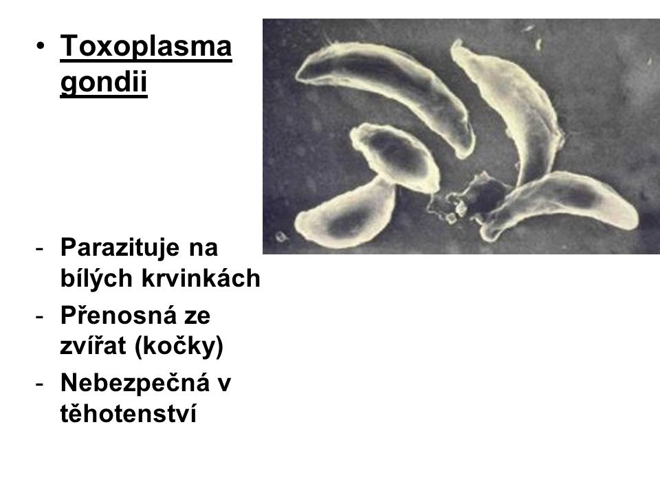 Toxoplasma gondii Parazituje na bílých krvinkách