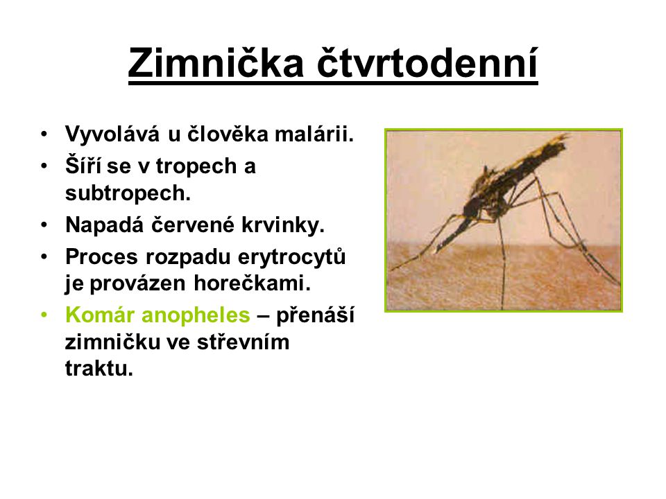 Zimnička čtvrtodenní Vyvolává u člověka malárii.