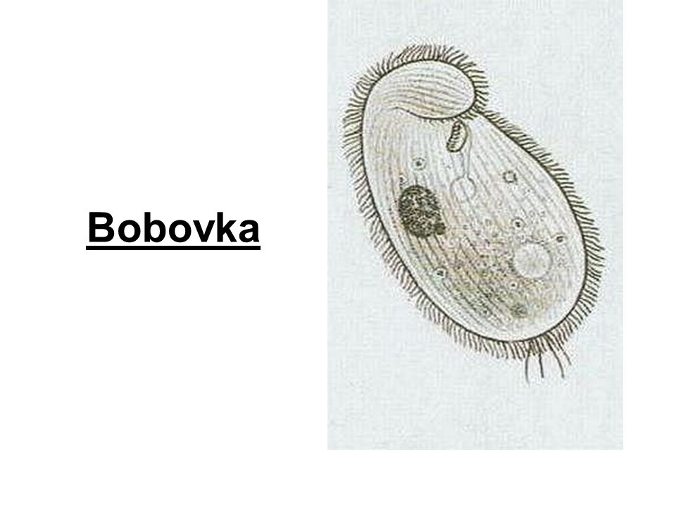 Bobovka