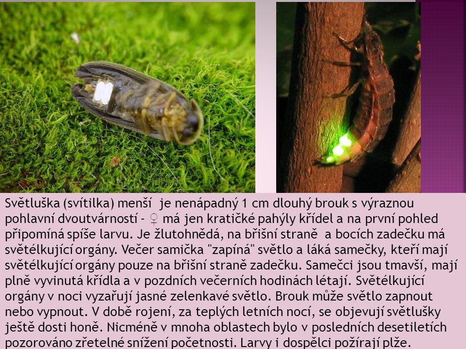 Světluška (svítilka) menší je nenápadný 1 cm dlouhý brouk s výraznou pohlavní dvoutvárností - ♀ má jen kratičké pahýly křídel a na první pohled připomíná spíše larvu.