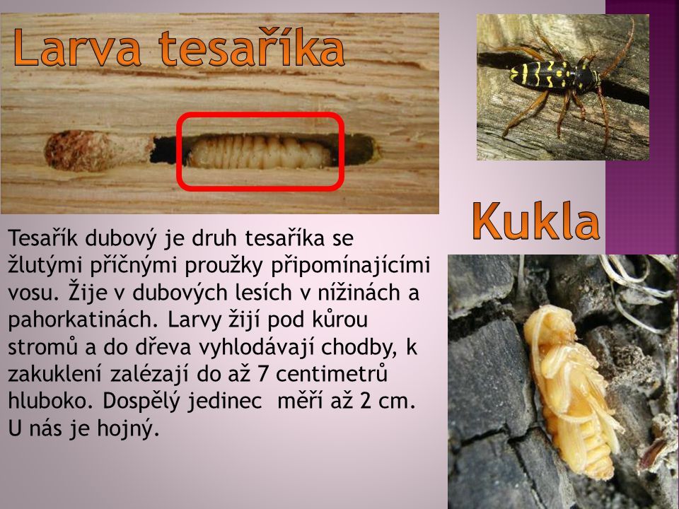 Larva tesaříka Kukla.