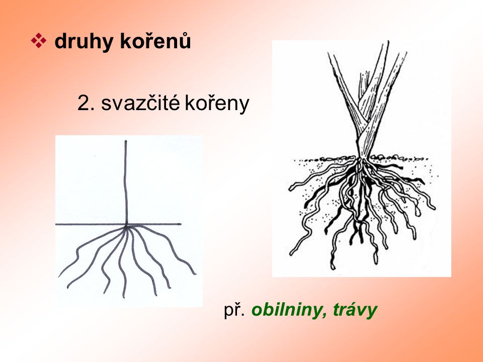 druhy kořenů 2. svazčité kořeny př. obilniny, trávy