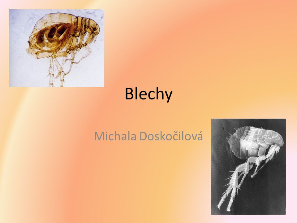 Blechy Michala Doskočilová