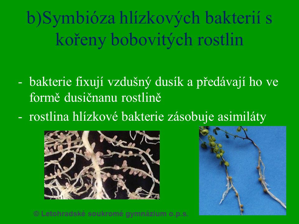 b)Symbióza hlízkových bakterií s kořeny bobovitých rostlin