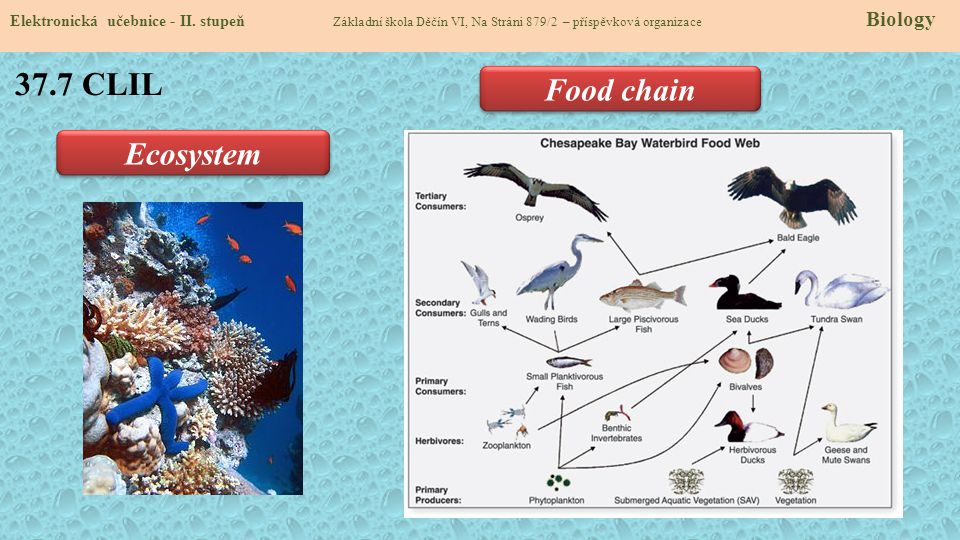 37.7 CLIL Food chain Ecosystem
