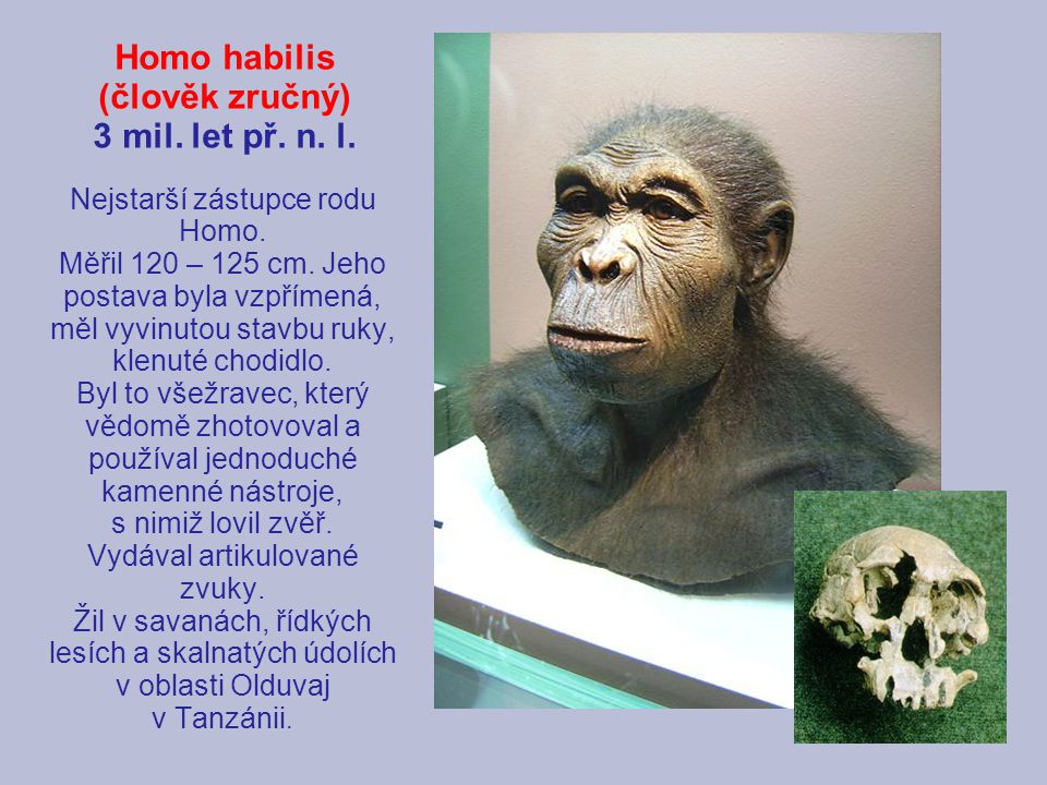 Homo habilis (člověk zručný) 3 mil. let př. n. l.