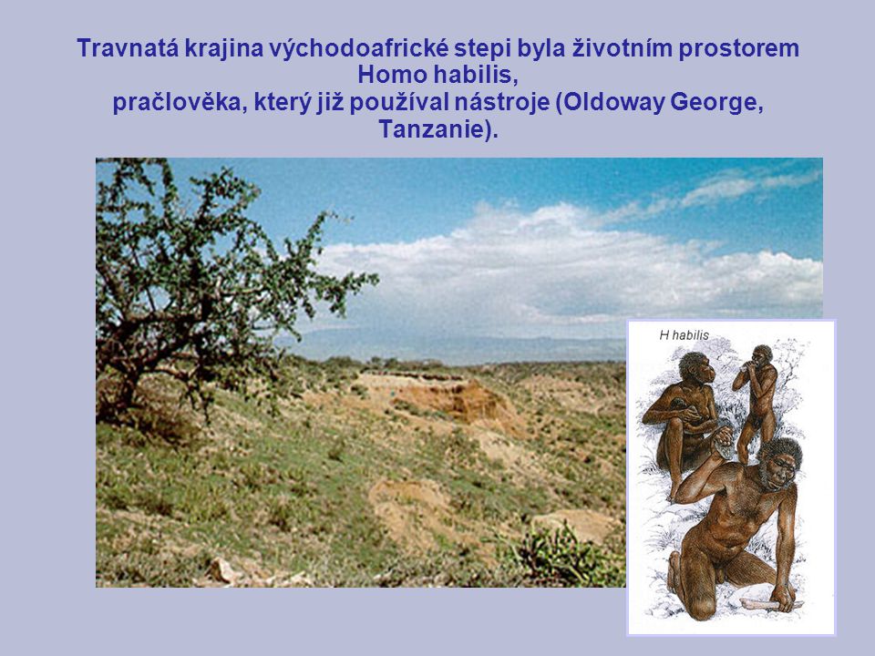 Travnatá krajina východoafrické stepi byla životním prostorem Homo habilis, pračlověka, který již používal nástroje (Oldoway George, Tanzanie).