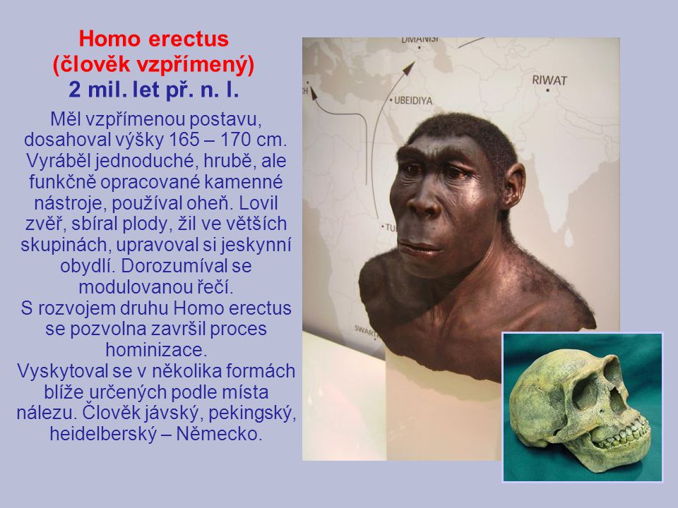 Homo erectus (člověk vzpřímený) 2 mil. let př. n. l.