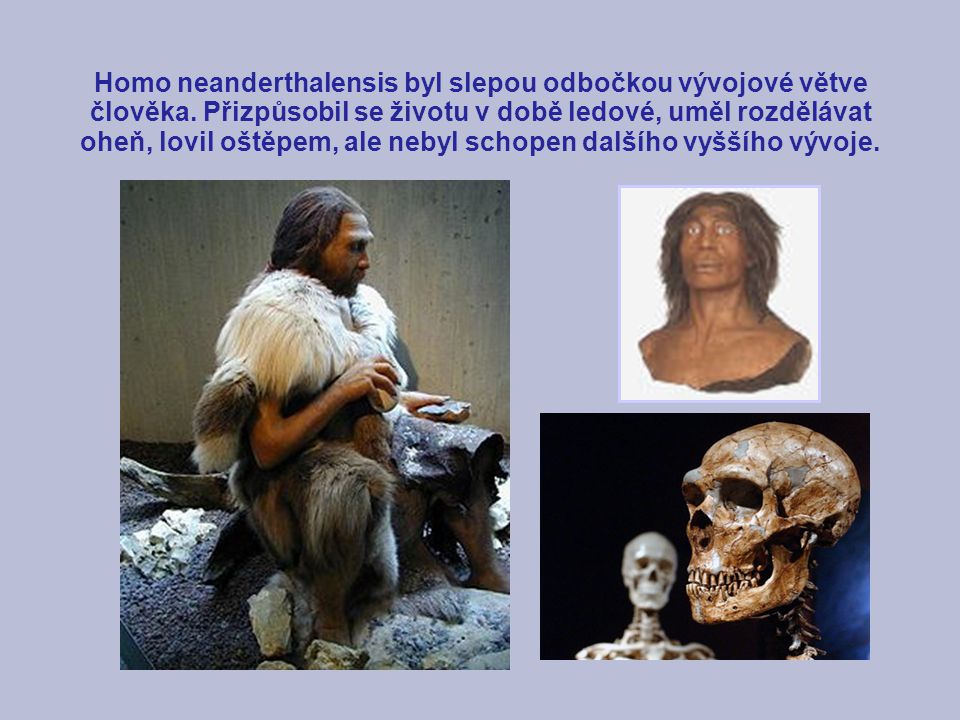 Homo neanderthalensis byl slepou odbočkou vývojové větve člověka