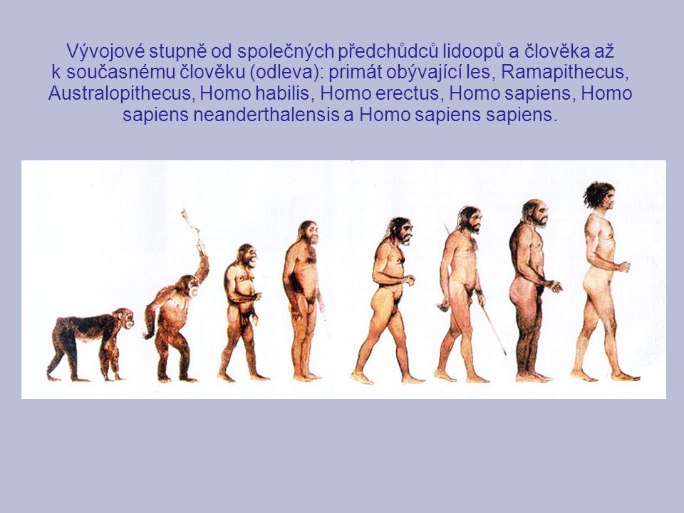 Vývojové stupně od společných předchůdců lidoopů a člověka až k současnému člověku (odleva): primát obývající les, Ramapithecus, Australopithecus, Homo habilis, Homo erectus, Homo sapiens, Homo sapiens neanderthalensis a Homo sapiens sapiens.