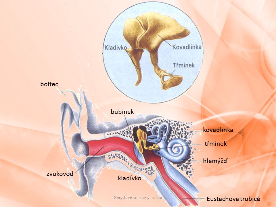 Smyslové soustavy - ucho