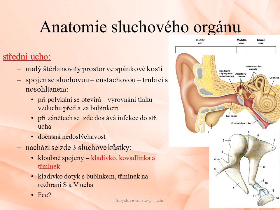Anatomie sluchového orgánu