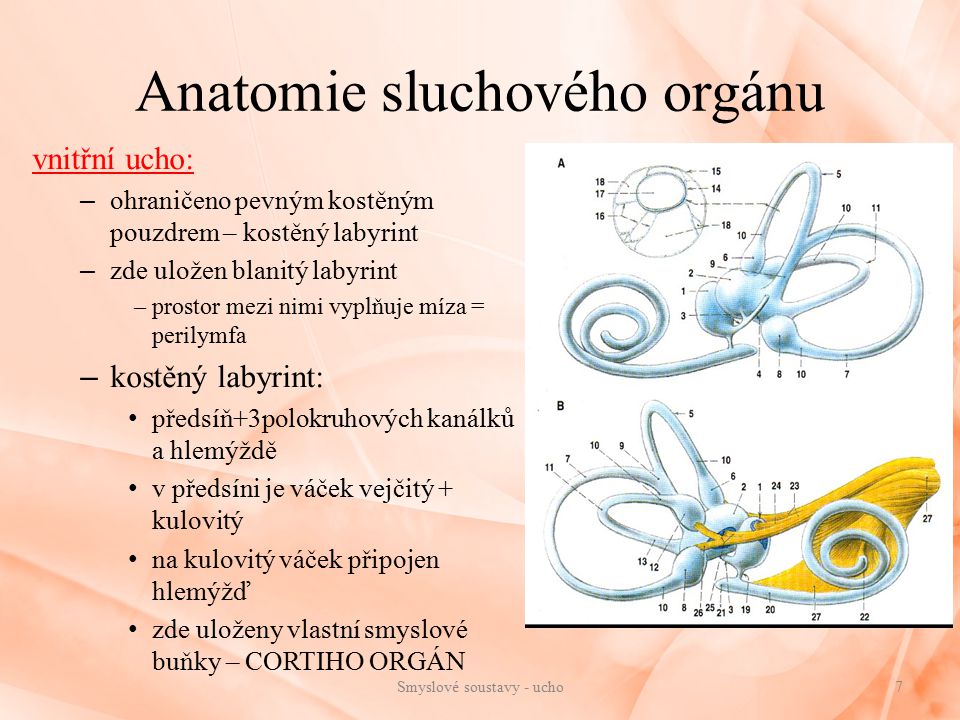 Anatomie sluchového orgánu