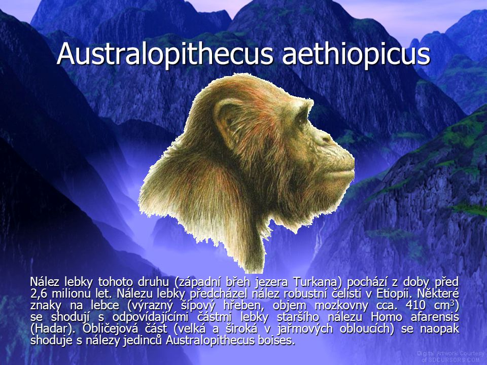 Australopithecus aethiopicus
