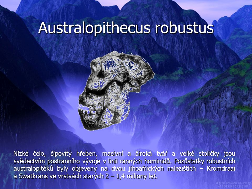Australopithecus robustus