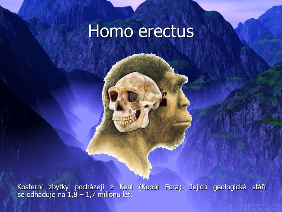 Homo erectus Kosterní zbytky pocházejí z Keni (Koobi Fora).