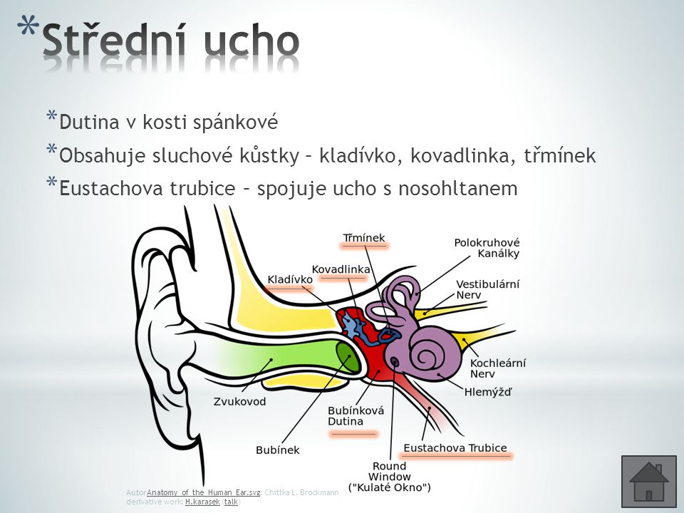 Střední ucho Dutina v kosti spánkové