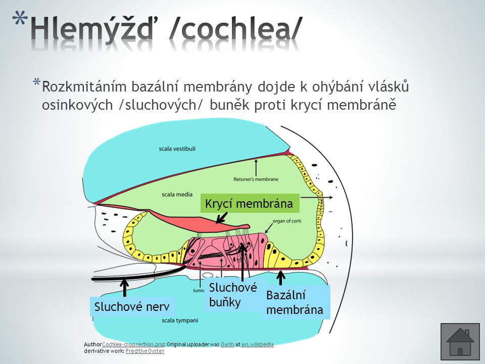 Hlemýžď /cochlea/ Rozkmitáním bazální membrány dojde k ohýbání vlásků osinkových /sluchových/ buněk proti krycí membráně.