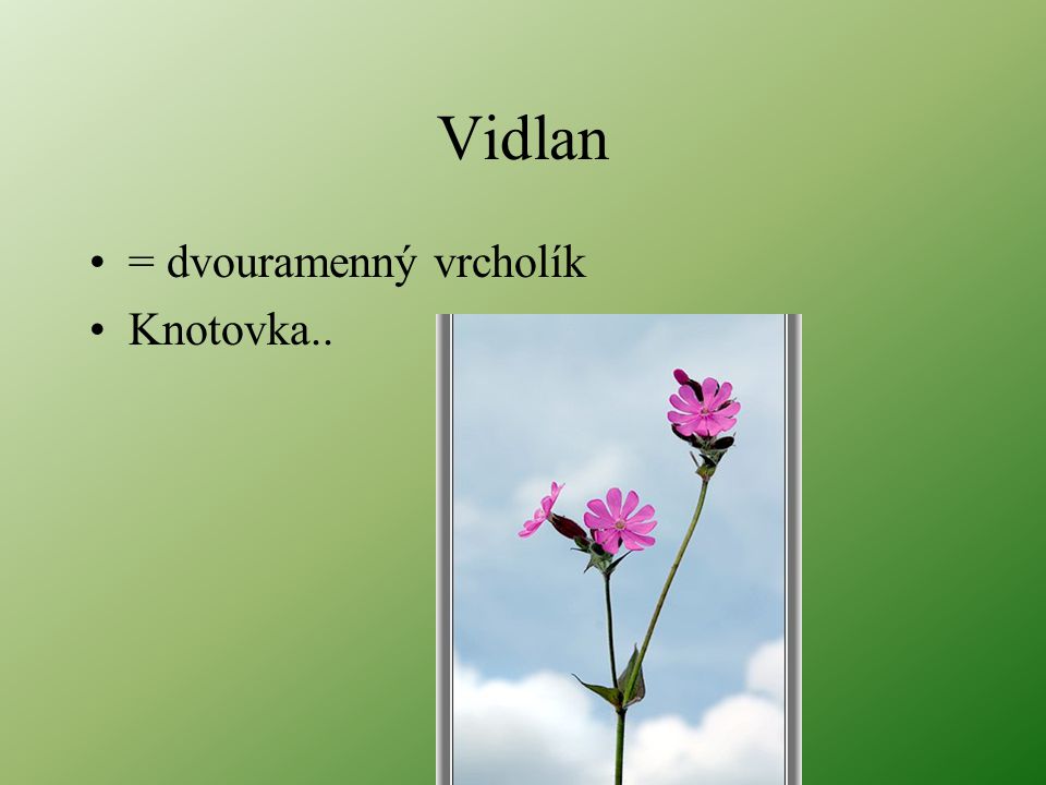 Vidlan = dvouramenný vrcholík Knotovka..