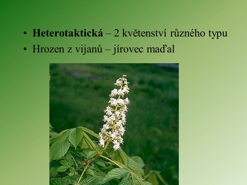 Heterotaktická – 2 květenství různého typu