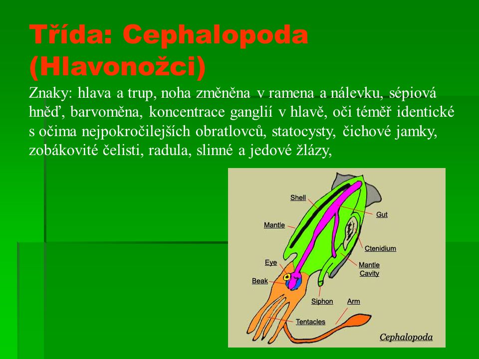 Třída: Cephalopoda (Hlavonožci)