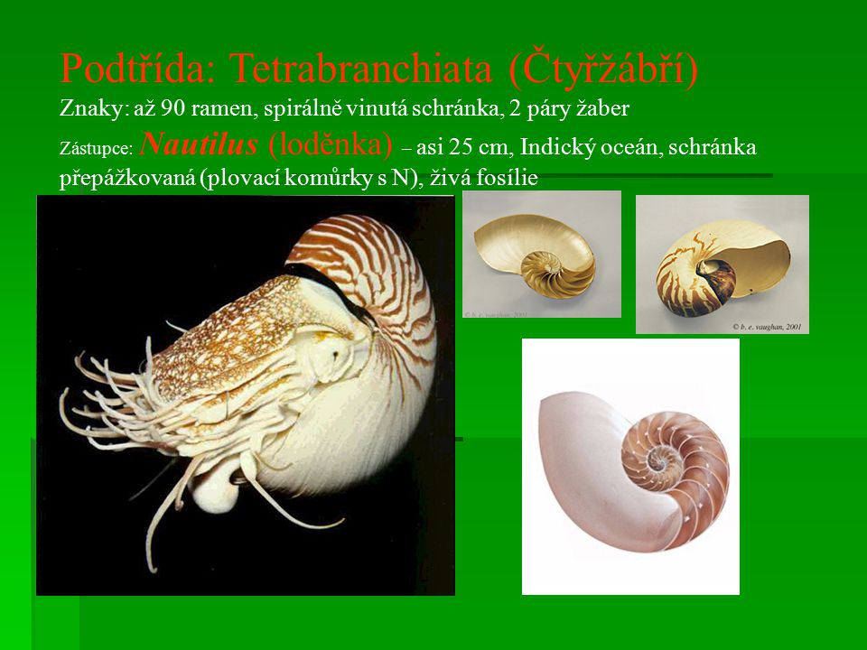 Podtřída: Tetrabranchiata (Čtyřžábří)