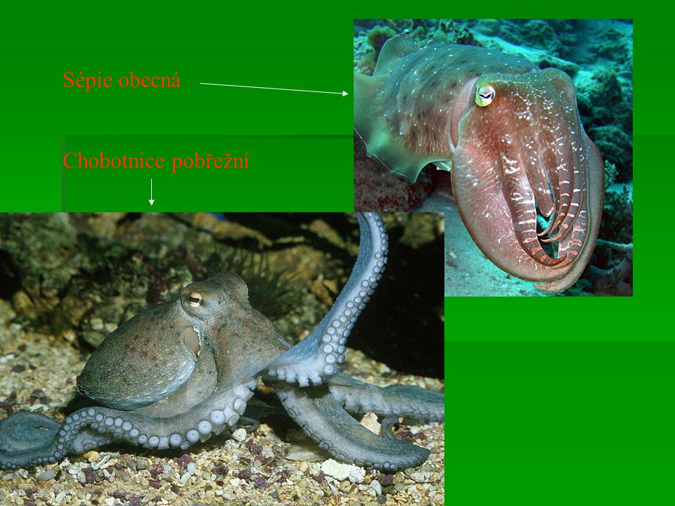 Sépie obecná Chobotnice pobřežní