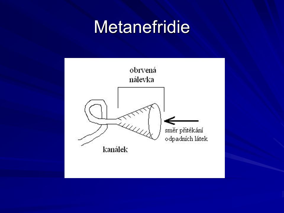 Metanefridie