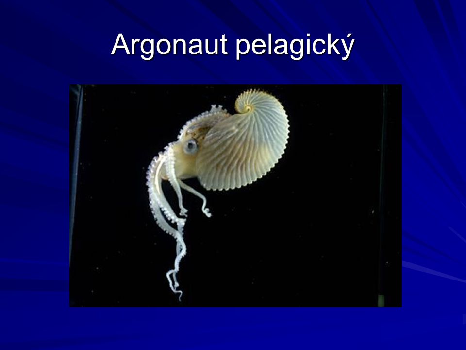 Argonaut pelagický