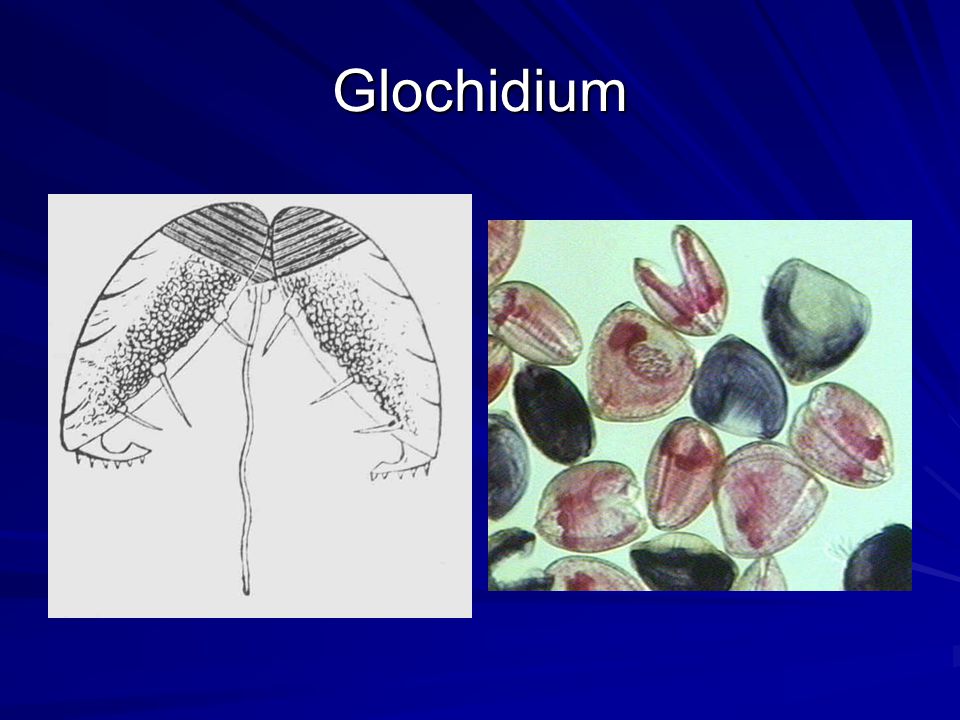 Glochidium