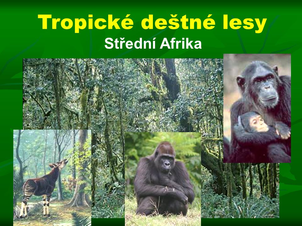 Tropické deštné lesy Střední Afrika