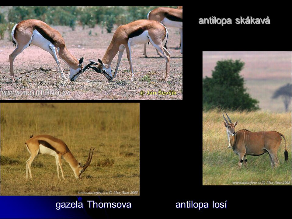antilopa skákavá gazela Thomsova antilopa losí