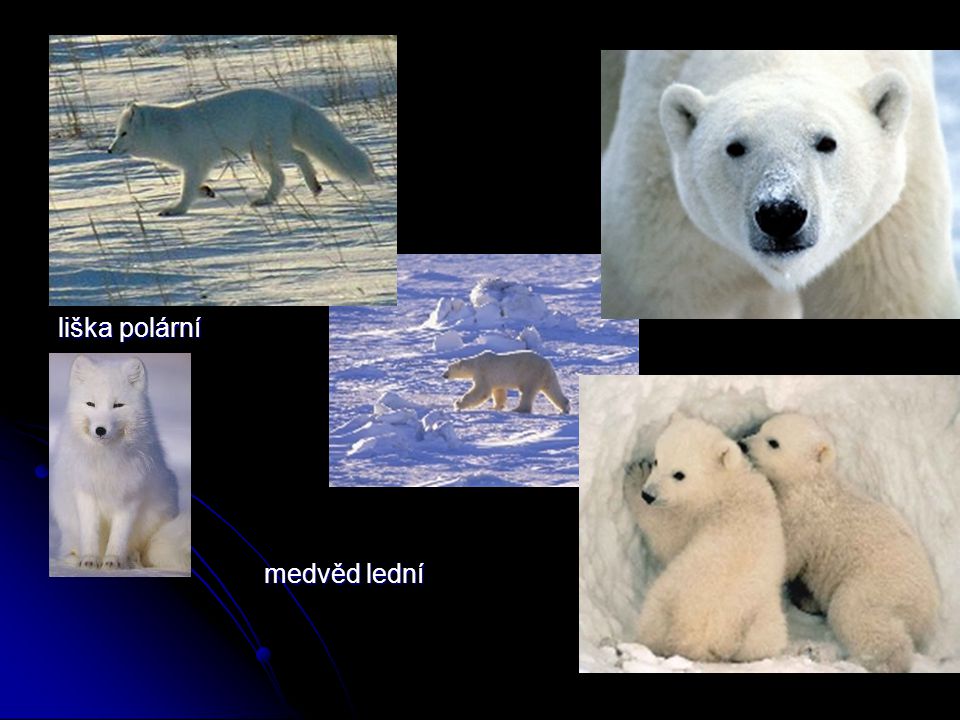 liška polární medvěd lední