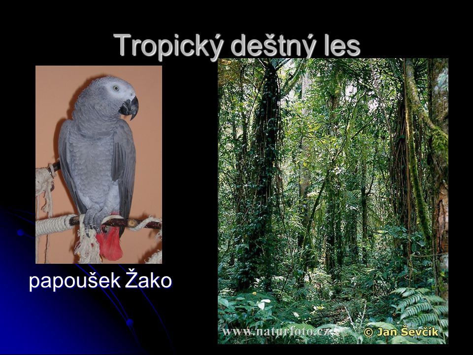 Tropický deštný les papoušek Žako