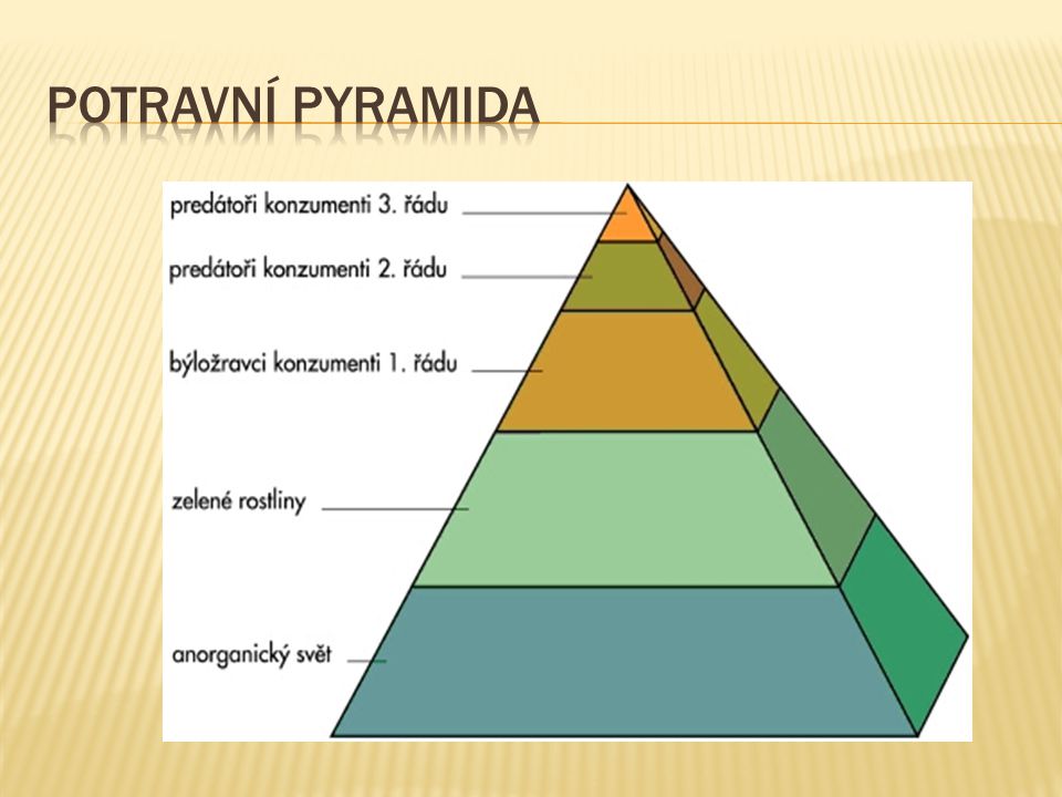 Potravní pyramida