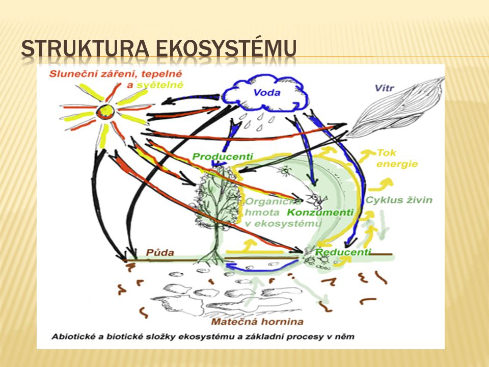 Struktura ekosystému