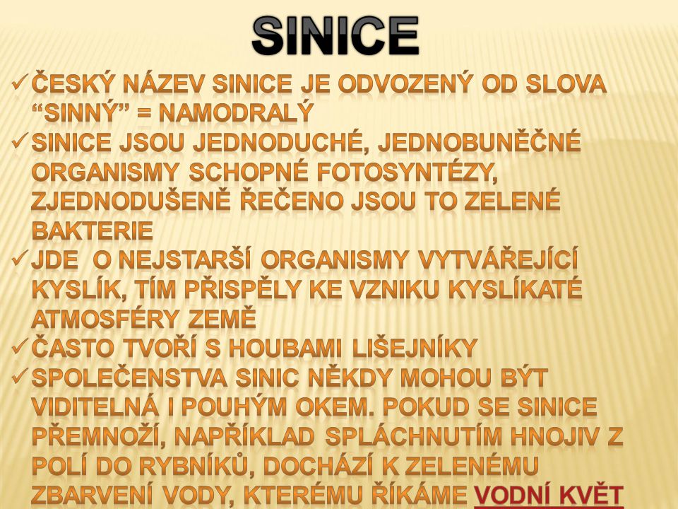 SINICE Český název sinice je odvozený od slova sinný = namodralý