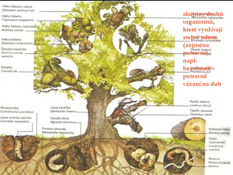 skupiny druhů organismů, které využívají stejné zdroje (zejména potravní), např.