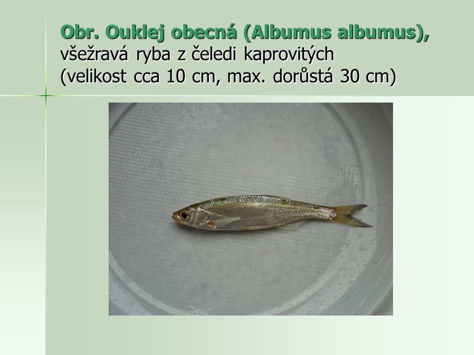 Obr. Ouklej obecná (Albumus albumus), všežravá ryba z čeledi kaprovitých (velikost cca 10 cm, max.
